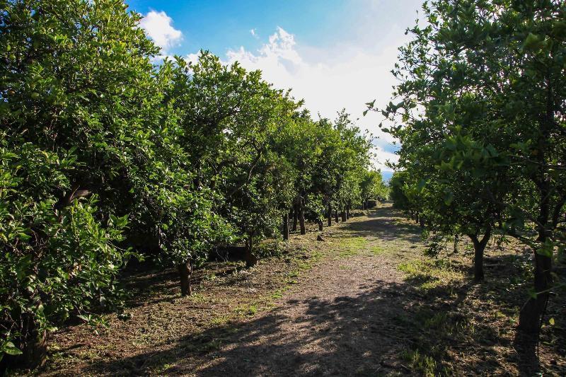 Agriturismo Galea Riposto ภายนอก รูปภาพ
